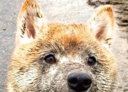 爱游戏tv-势不可挡的英格拉姆与雄鹿掀翻勇士，新一代的崛起与旧王朝的震荡