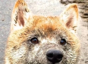 爱游戏tv-势不可挡的英格拉姆与雄鹿掀翻勇士，新一代的崛起与旧王朝的震荡