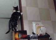 爱游戏官方-戈贝尔式爆发与热火式掌控，从NBA到CBA的胜利哲学