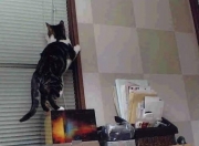 爱游戏官方-戈贝尔式爆发与热火式掌控，从NBA到CBA的胜利哲学